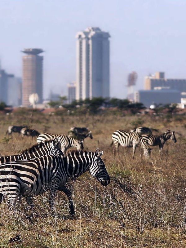 Kenya Tanzania Migration Safari