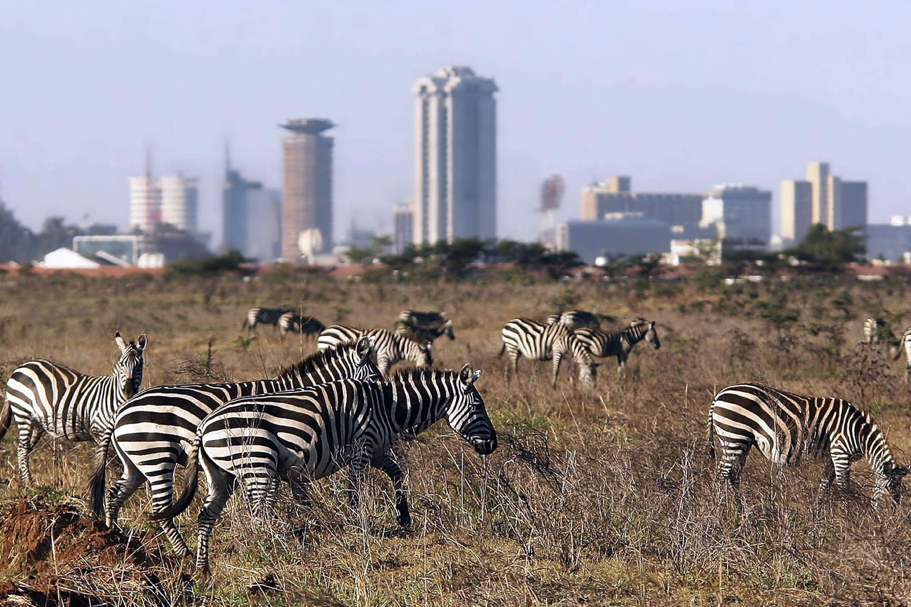 Kenya Tanzania Migration Safari
