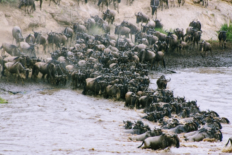 The Great Migration Tour - where to go