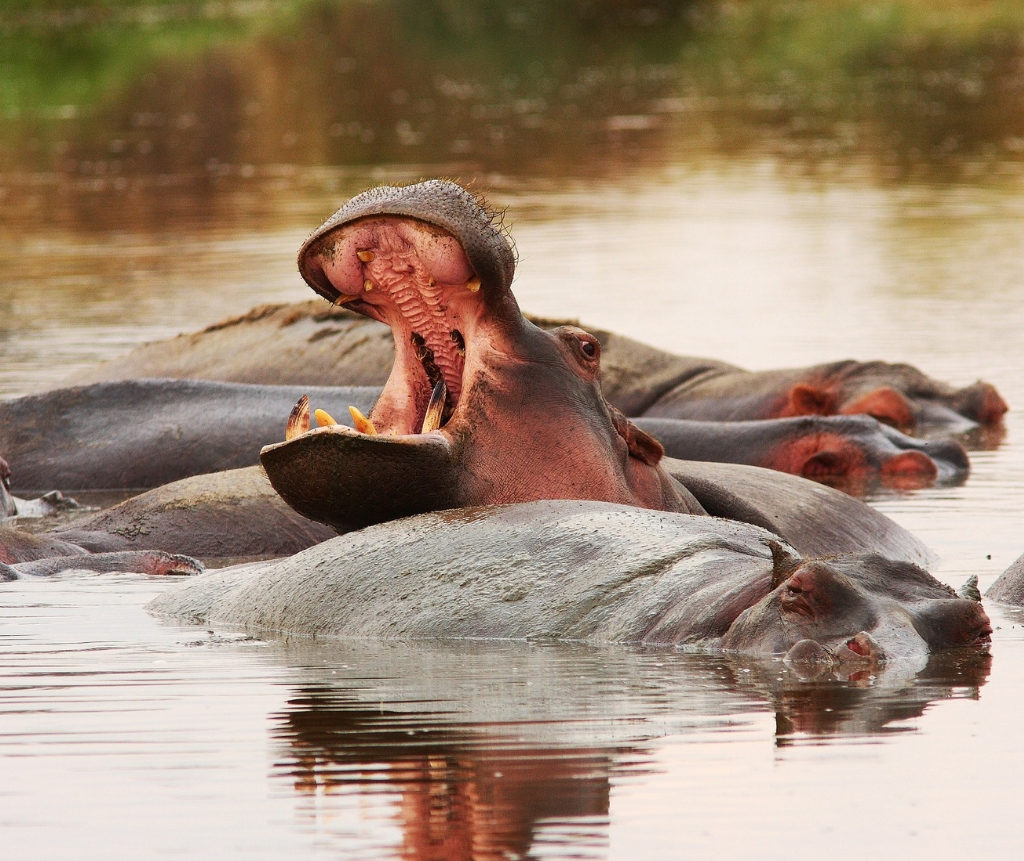 Hippos At Lake Manyara