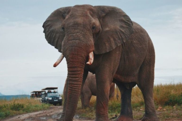 Elephants. What To Expect In A Group Joining Safari Tour. Leadwood Expeditions