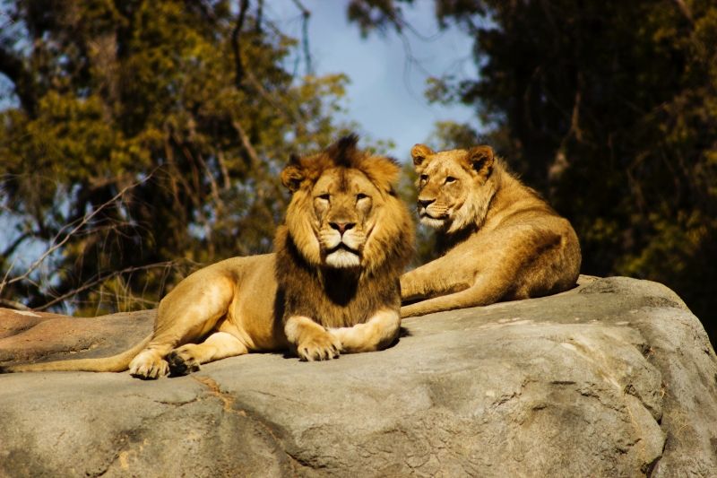 Lion and Lioness on Top of Rocks